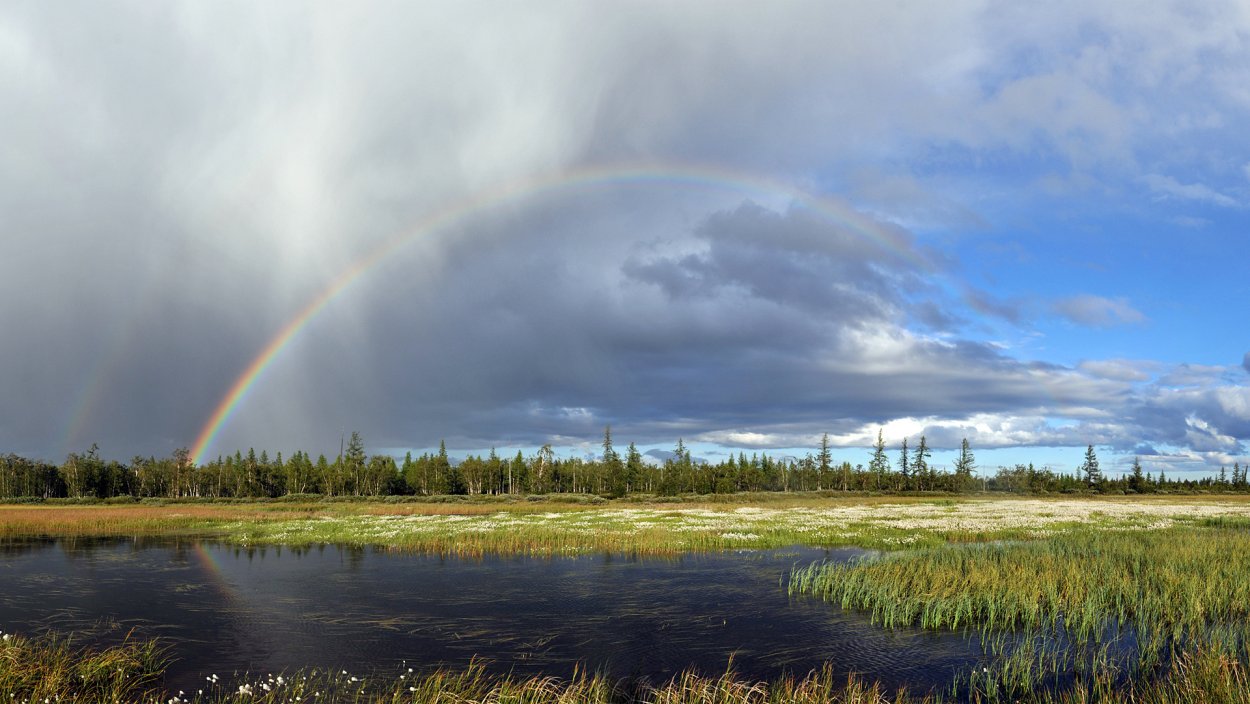Салехард Ямало-Ненецкий автономный округ природа