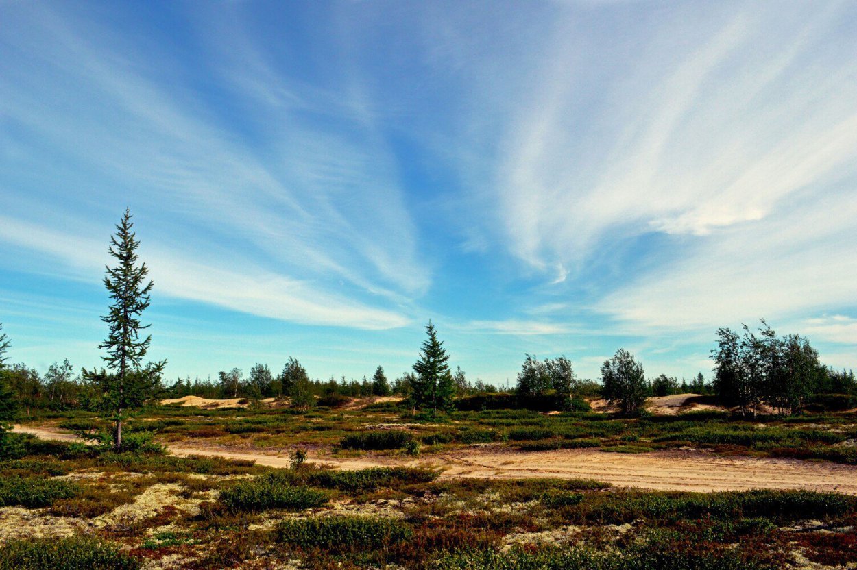 Лето тундра новый Уренгой