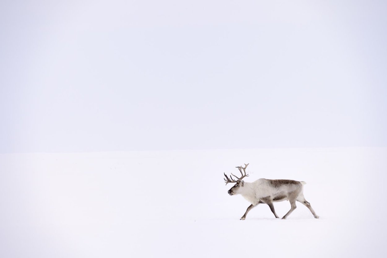Северный олень вид сверху