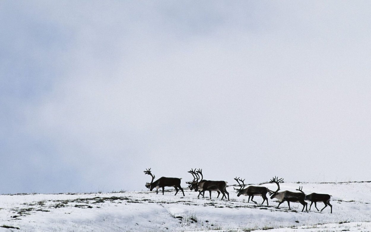 Фон Северный олень