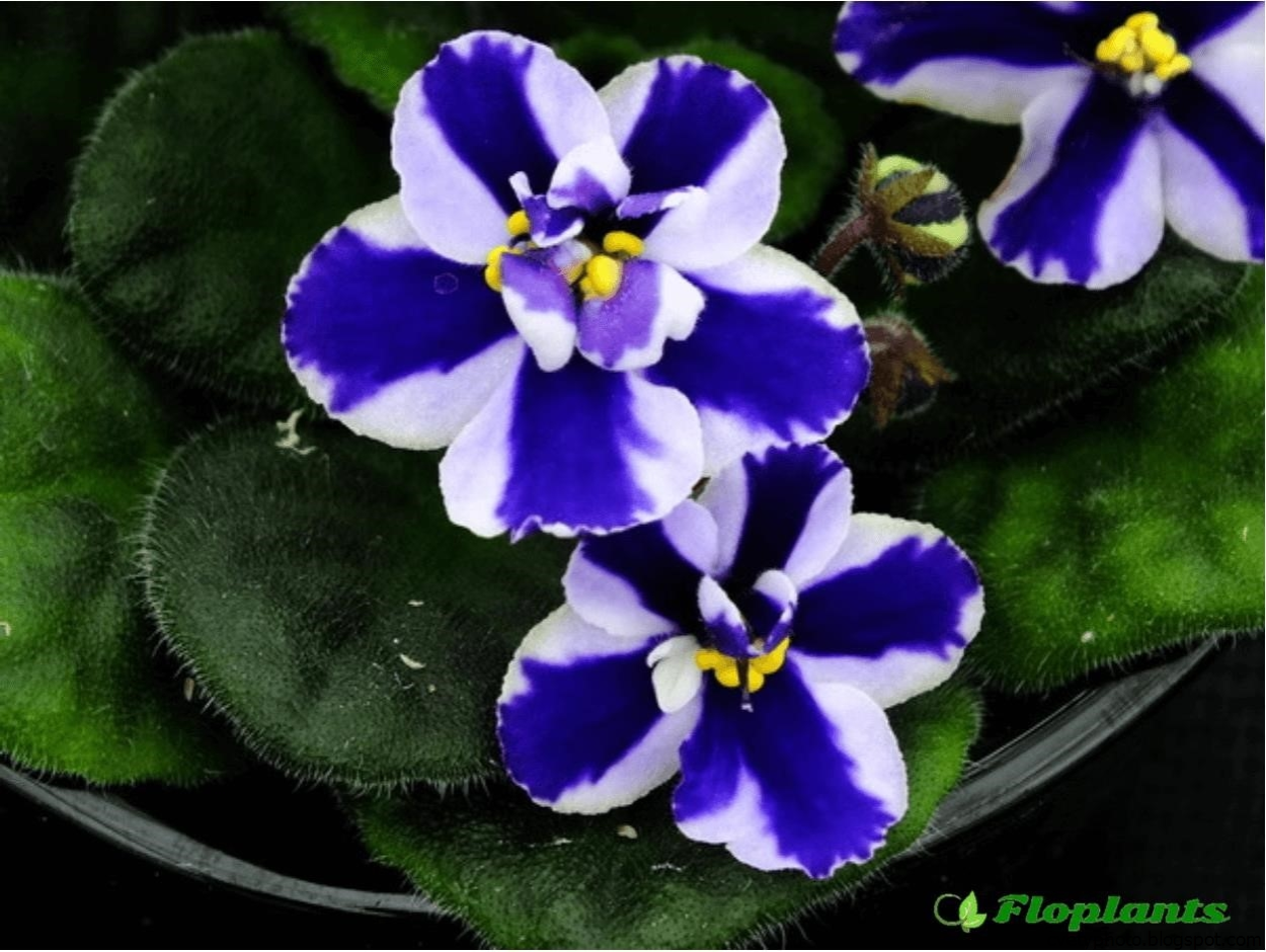 Фиалка Iceberg