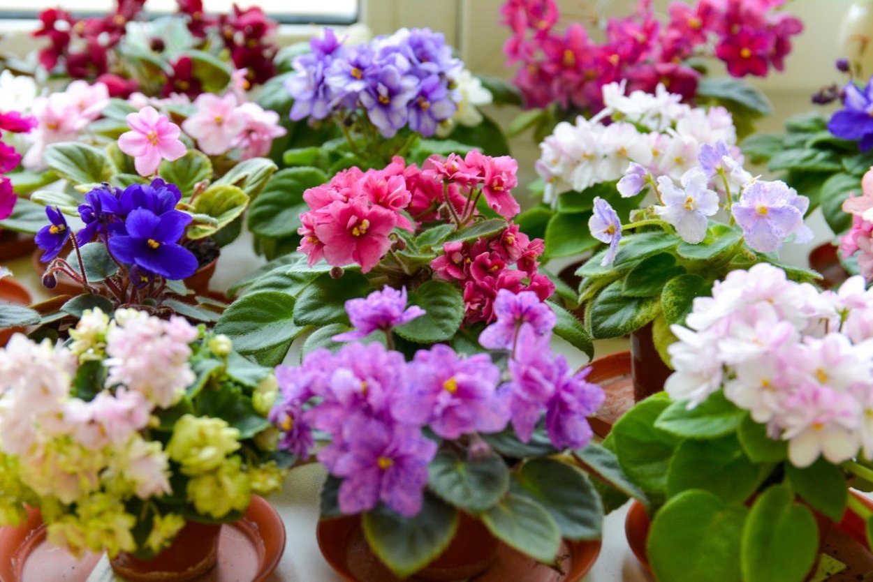 Сортовые фиалки