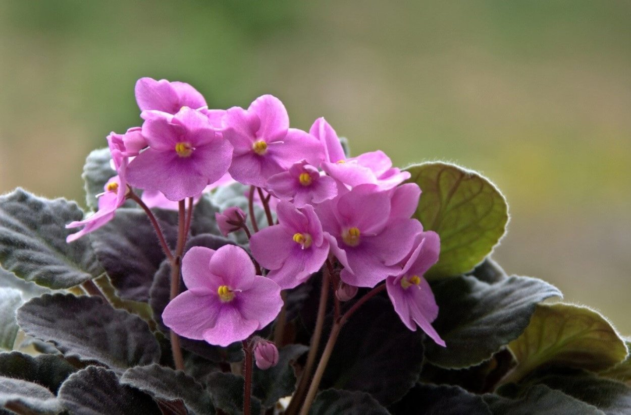 Сенполия фиалкоцветная