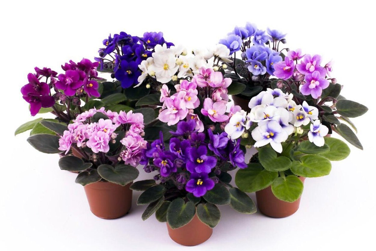 Фиалка биколор микс