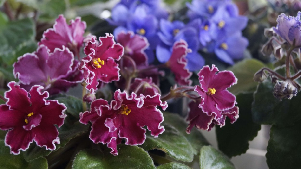 Фиалка Арктур