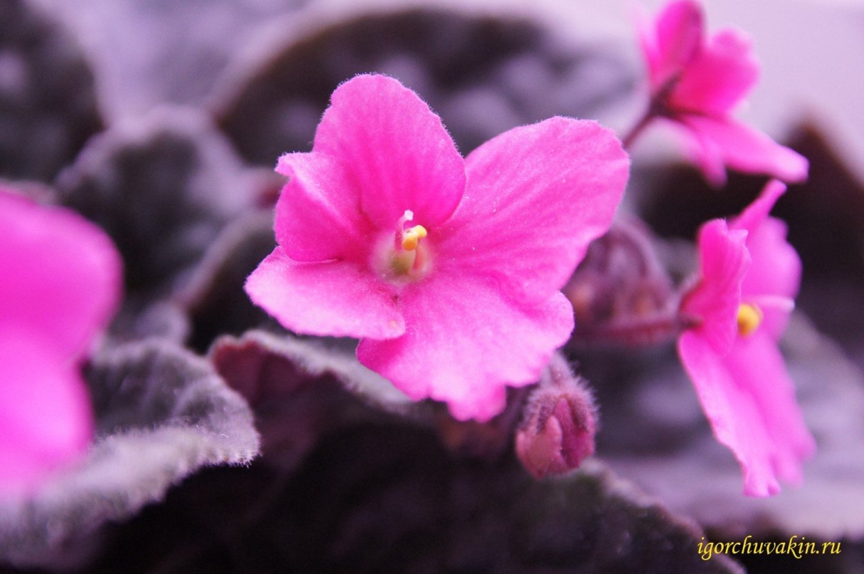 Фиалка узамбарская розовая