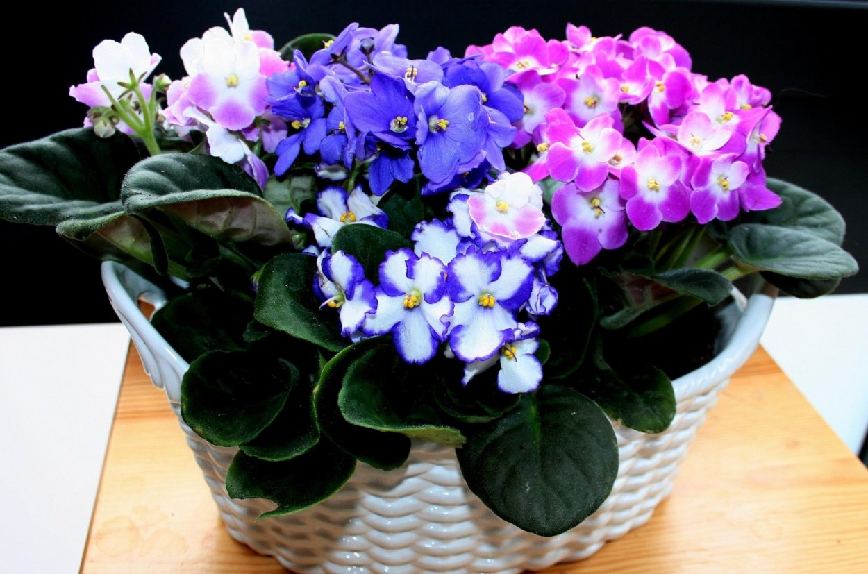 Фиалка комнатная сбоку