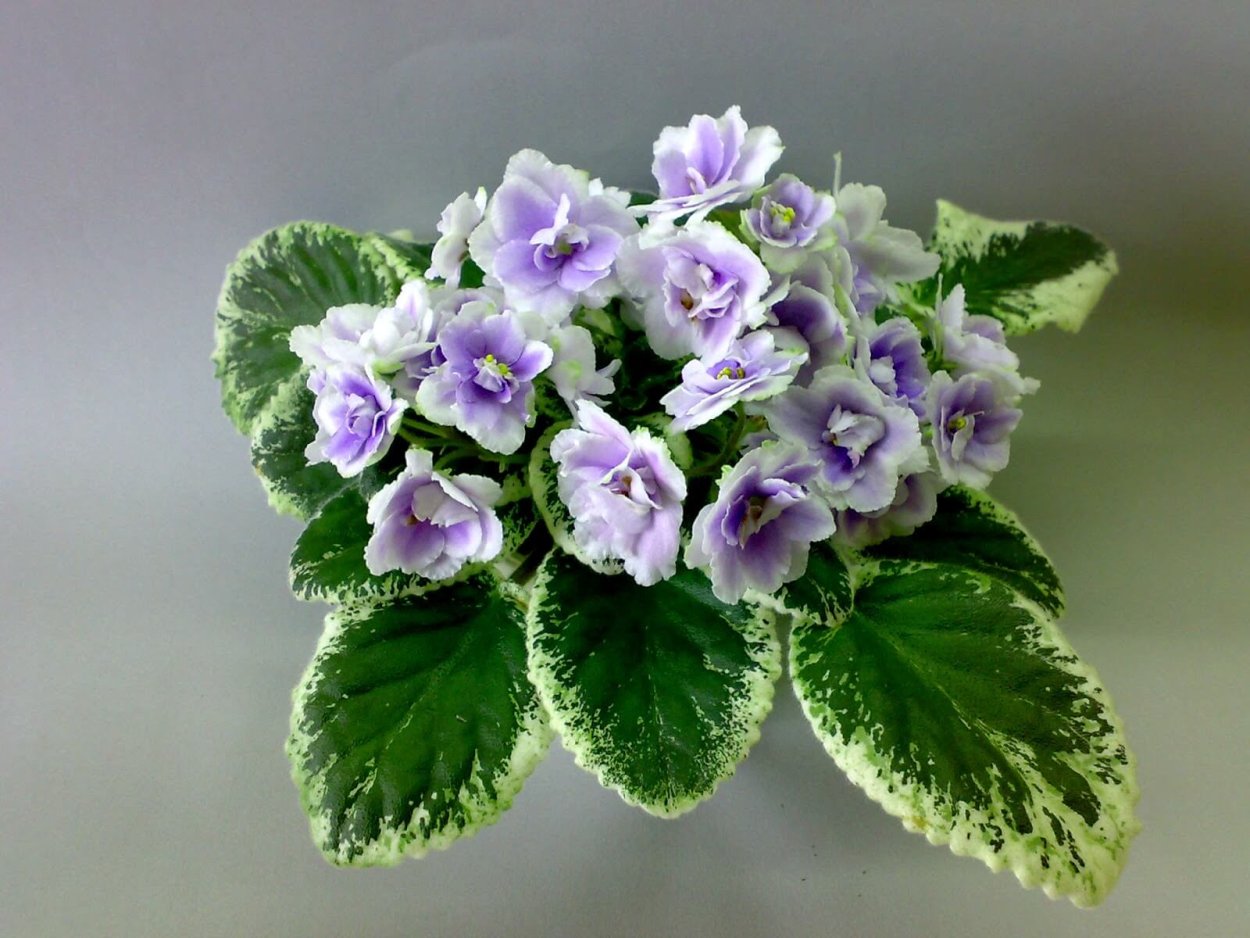 Фиалка Босфор Восточный