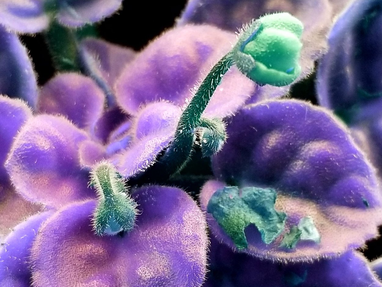 Узамбарская фиалка Viola websteri