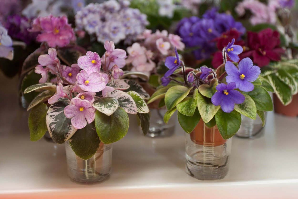 Фиалка сенполия