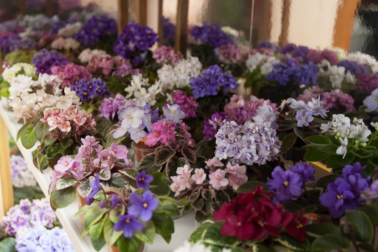 Фиалка Карелия