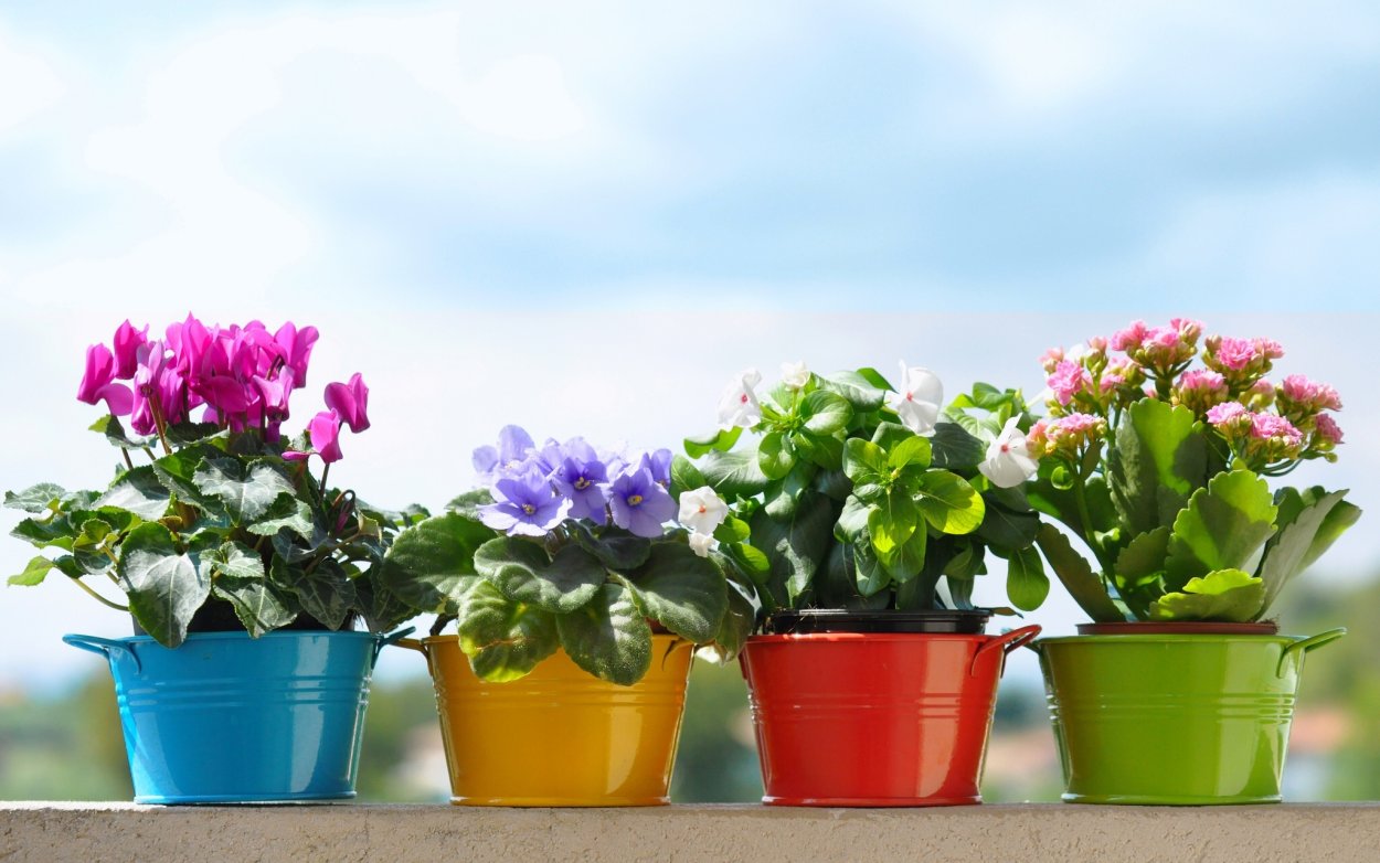 Каланхоэ фиалка