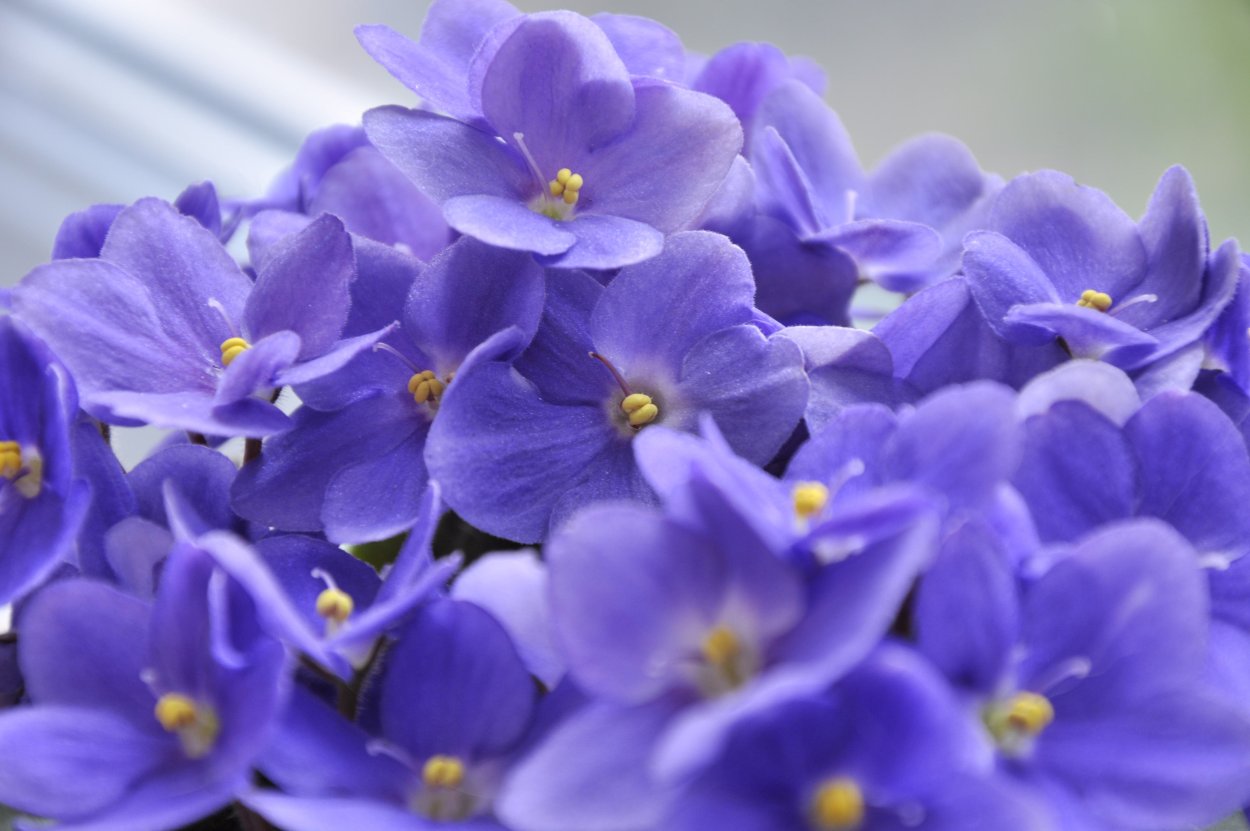 Фиалка комнатная