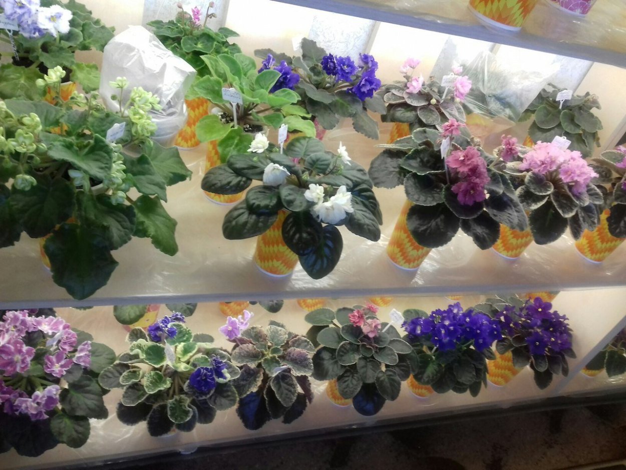 Коллекции узамбарских фиалок