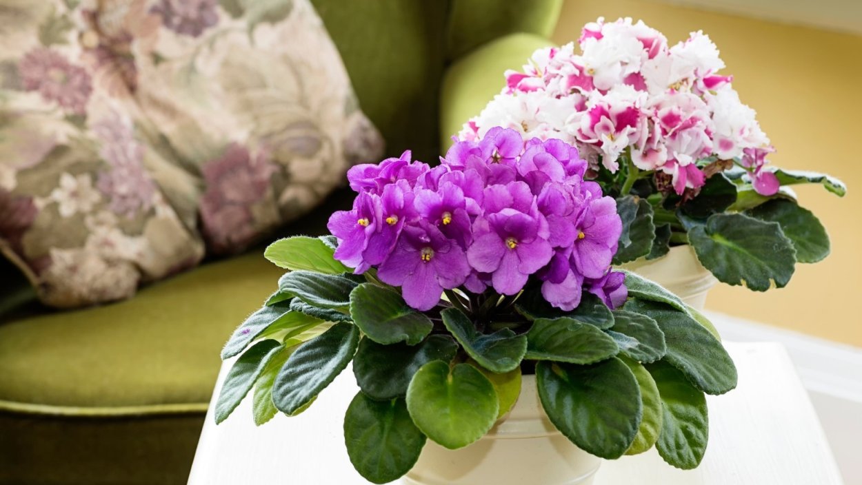 Фиалка комнатная