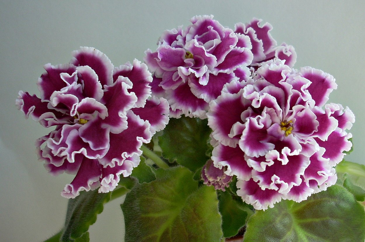 Фиалка сенполия