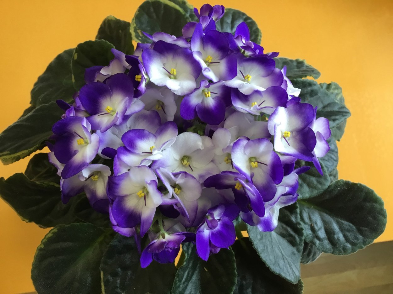 Фиалка Оптимара Monet