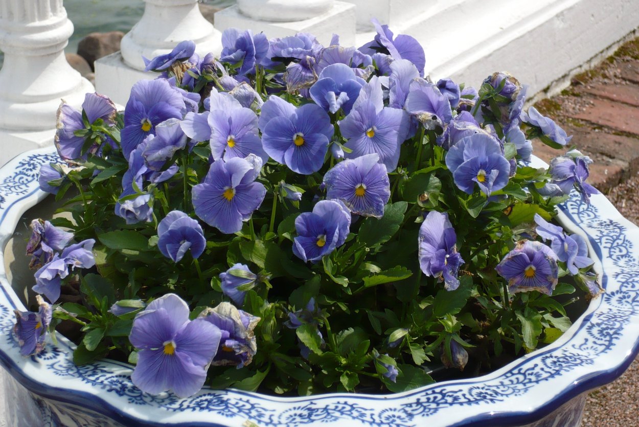 Фиалки синие фильм 1986