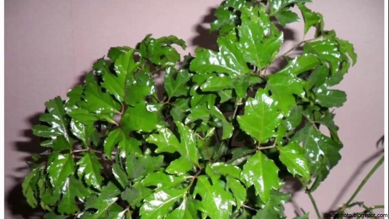 Полисциас туполистный