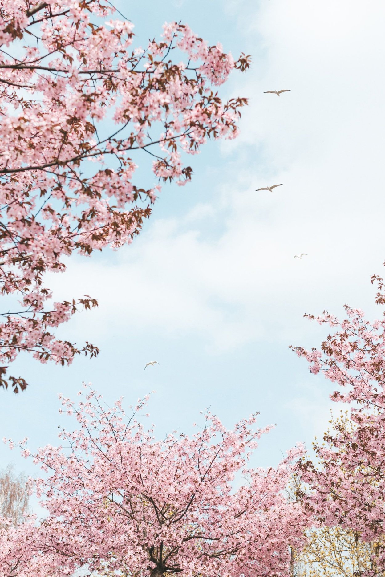 Сакура на фоне неба