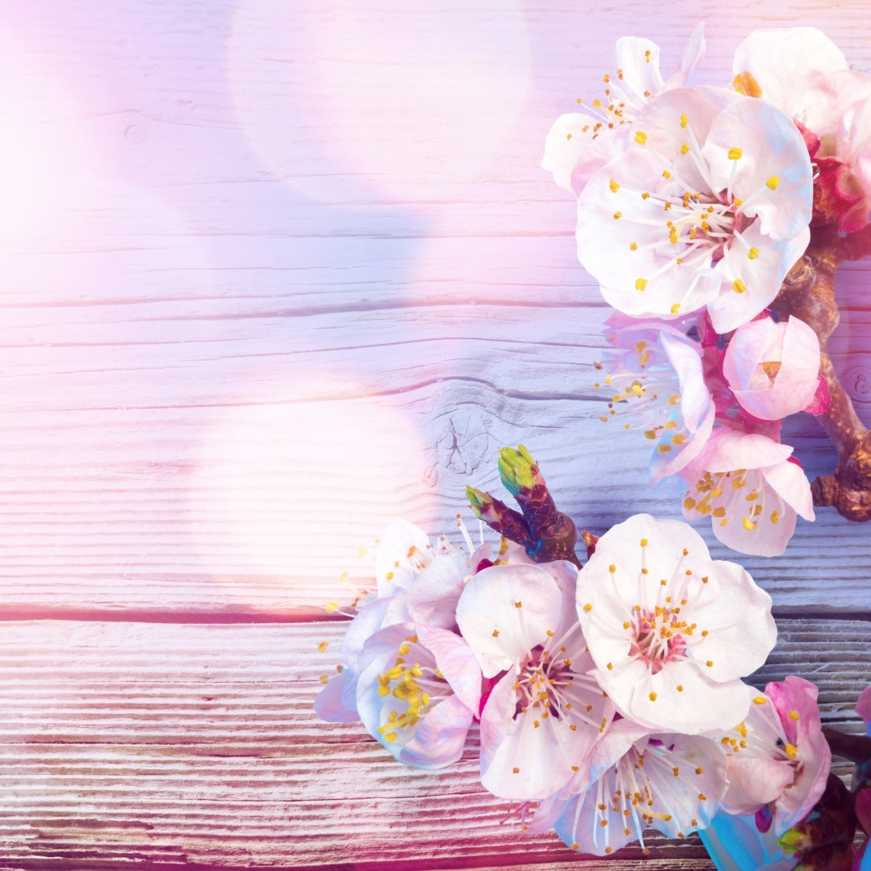 Фон с цветами