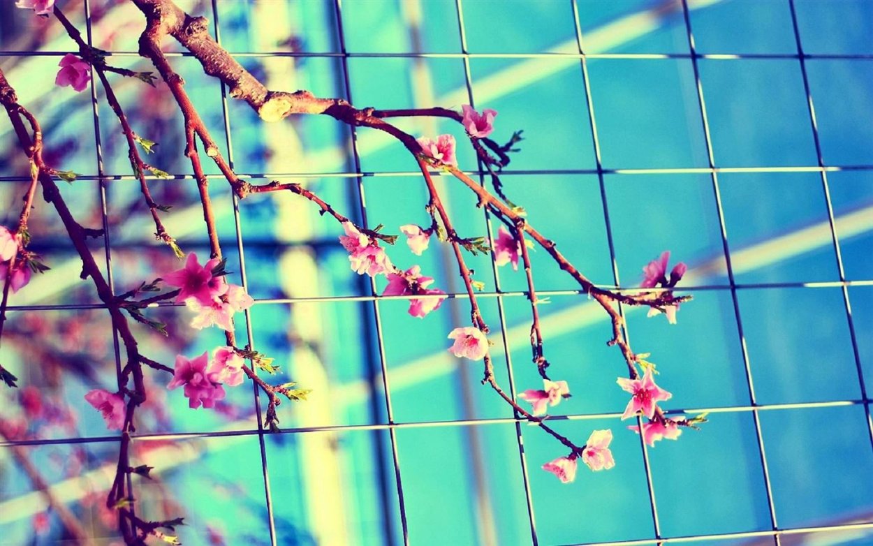 Фон для Аска