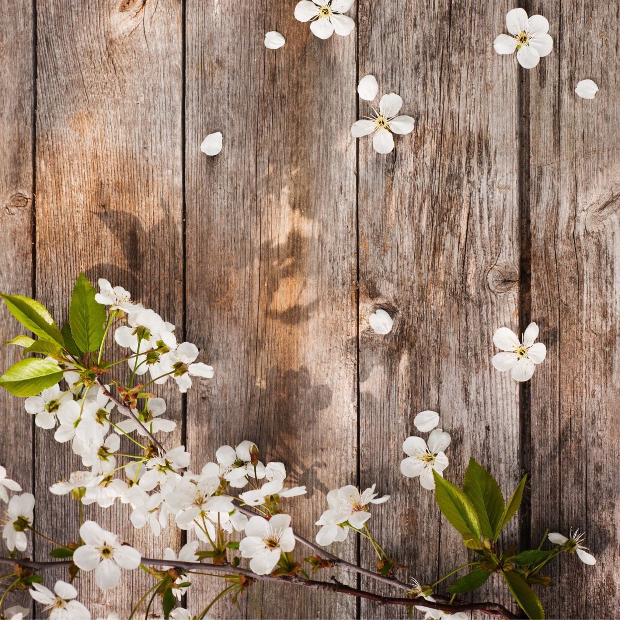 Цветы на деревянной доске