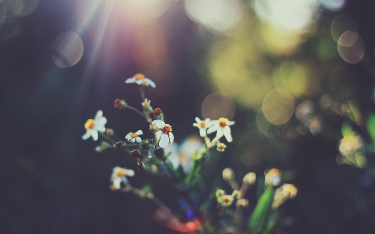 Весенние цветы Минимализм