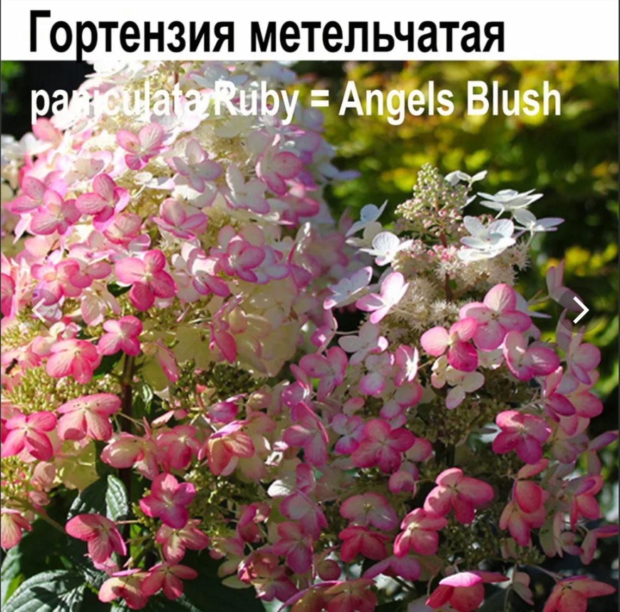 Гортензия метельчатая Энджелс Блаш