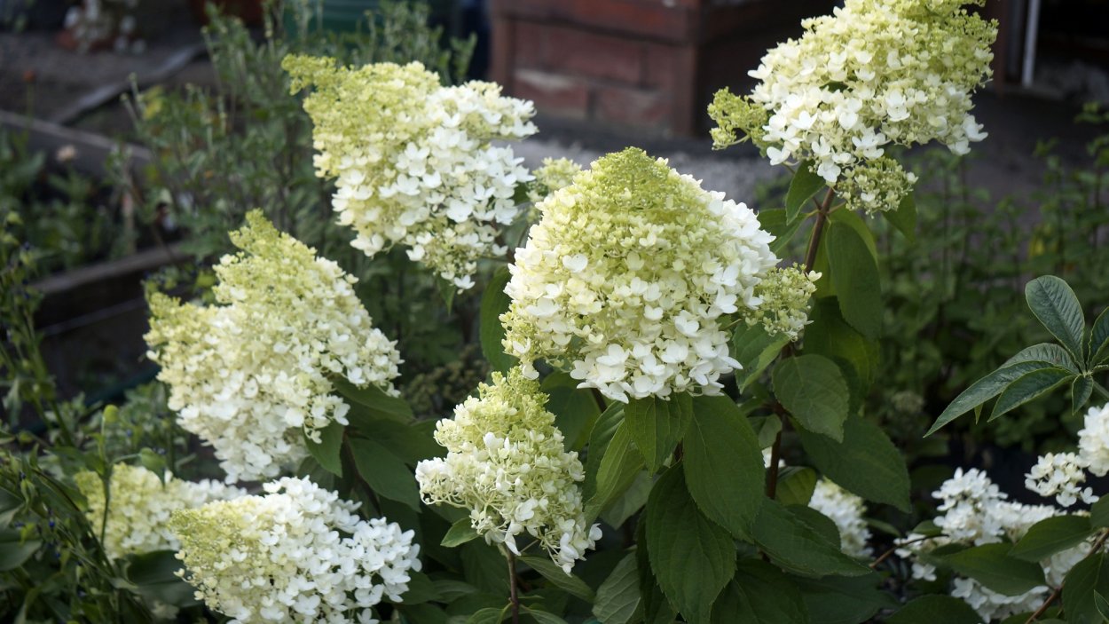 Гортензия метельчатая саммер Сноу