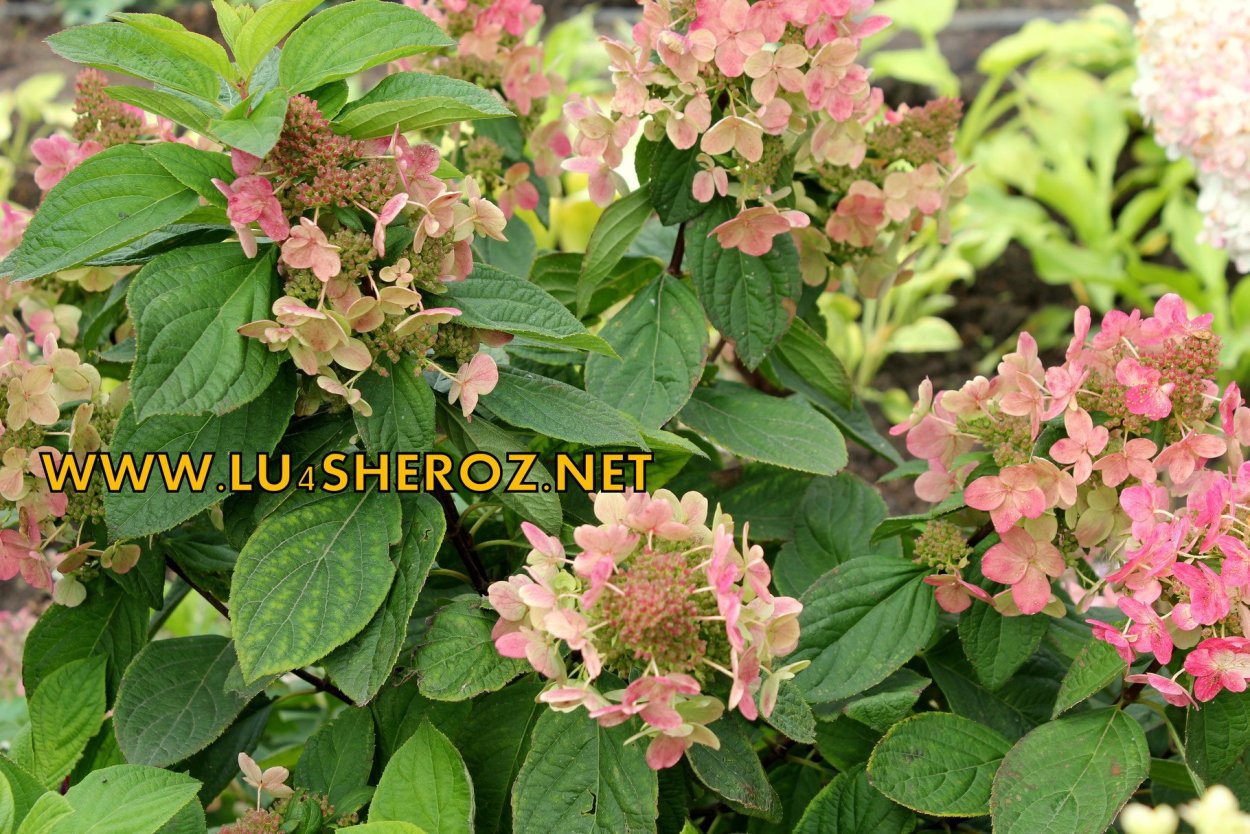 Гортензия Эрли сенсейшен сочетания с другими цветами