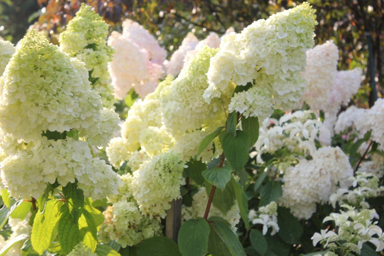 Гортензия метельчатая Пикачу