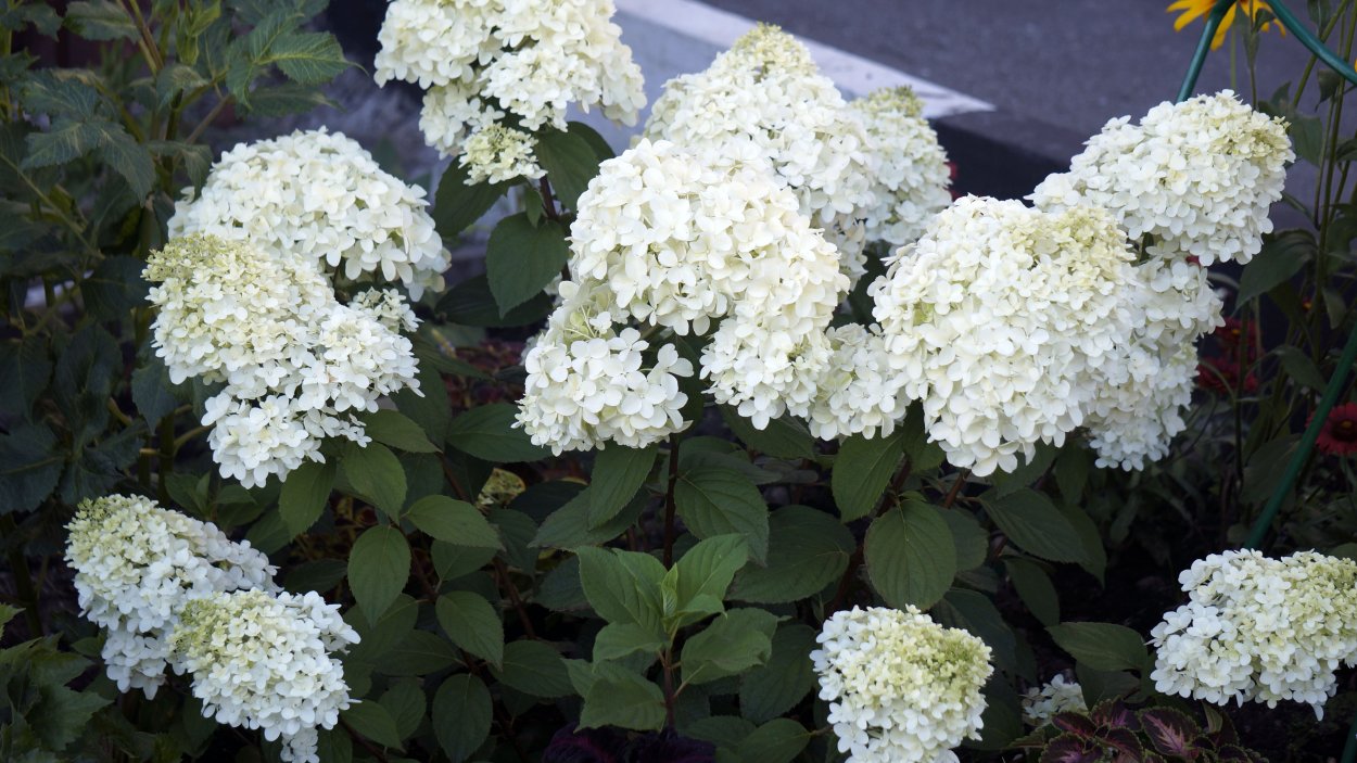 Гортензия ангел Бланш