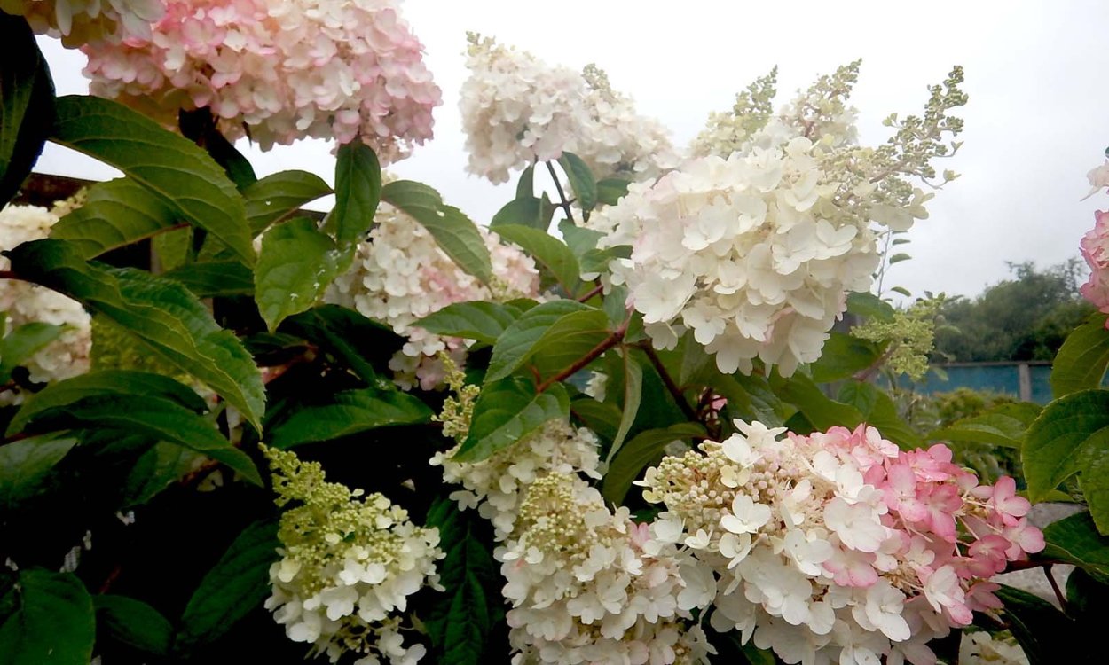 Гортензия метельчатая Пинки винки