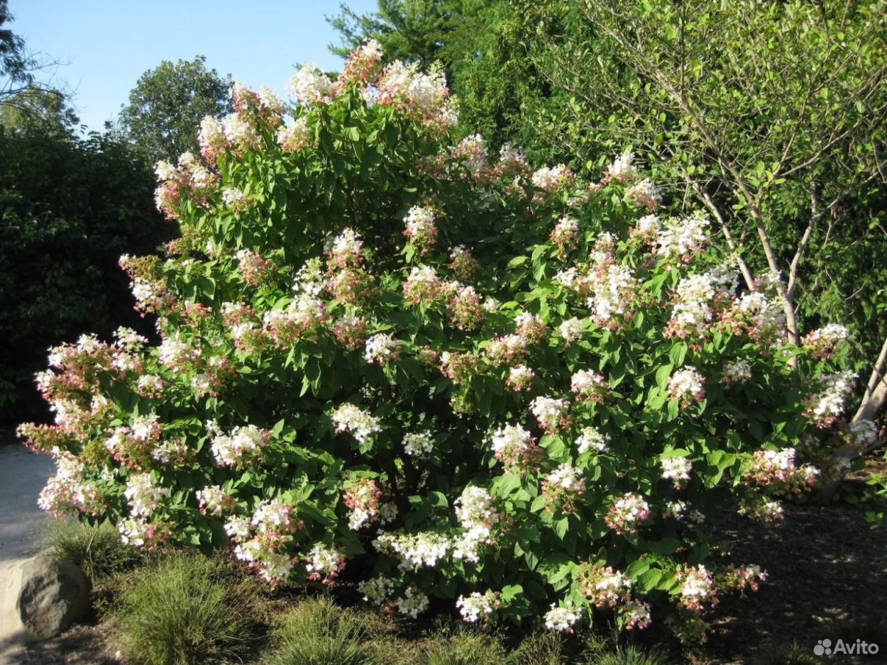 Гортензия метельчатая Энджелс Блаш