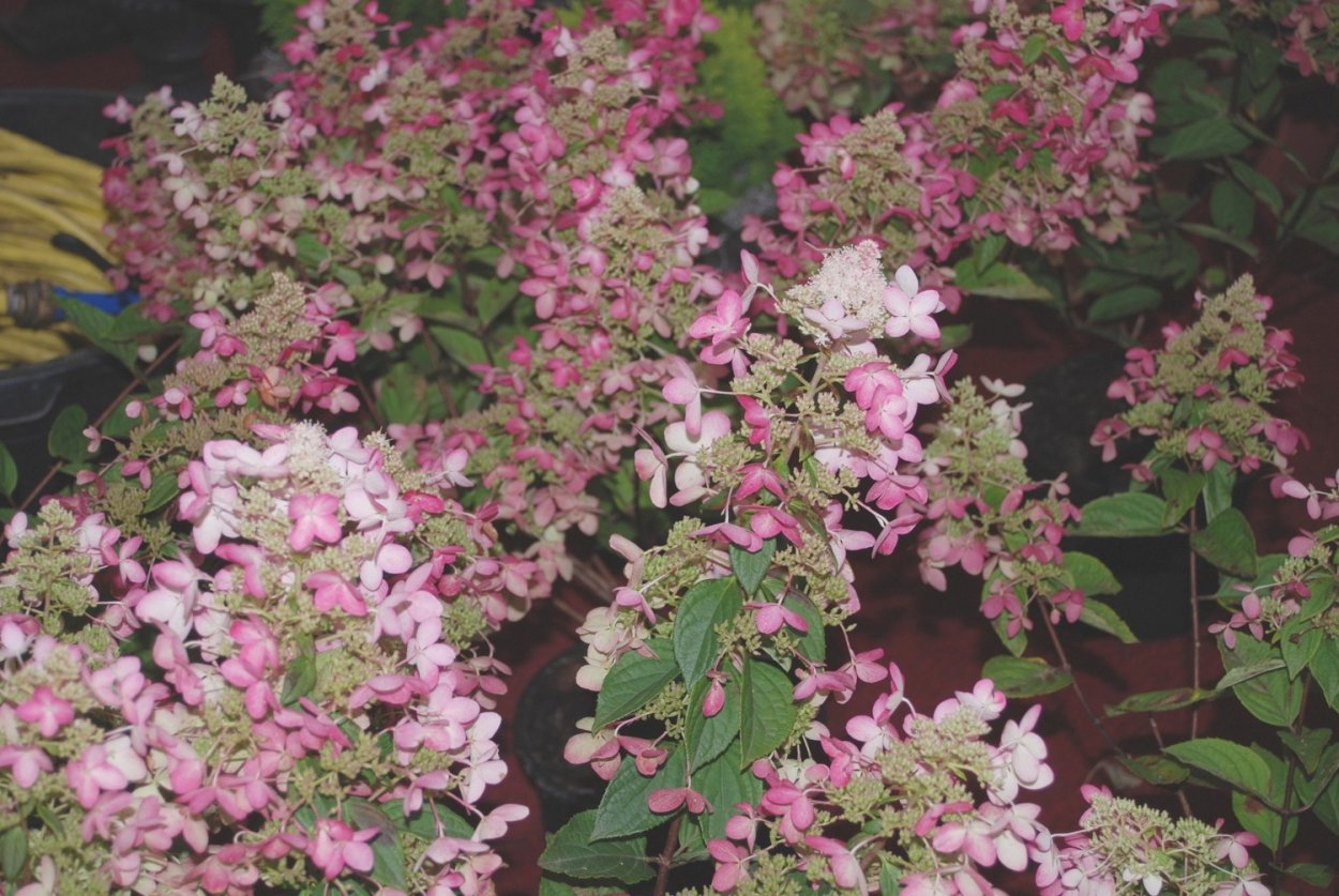 Гортензия ангел Блаш метельчатая