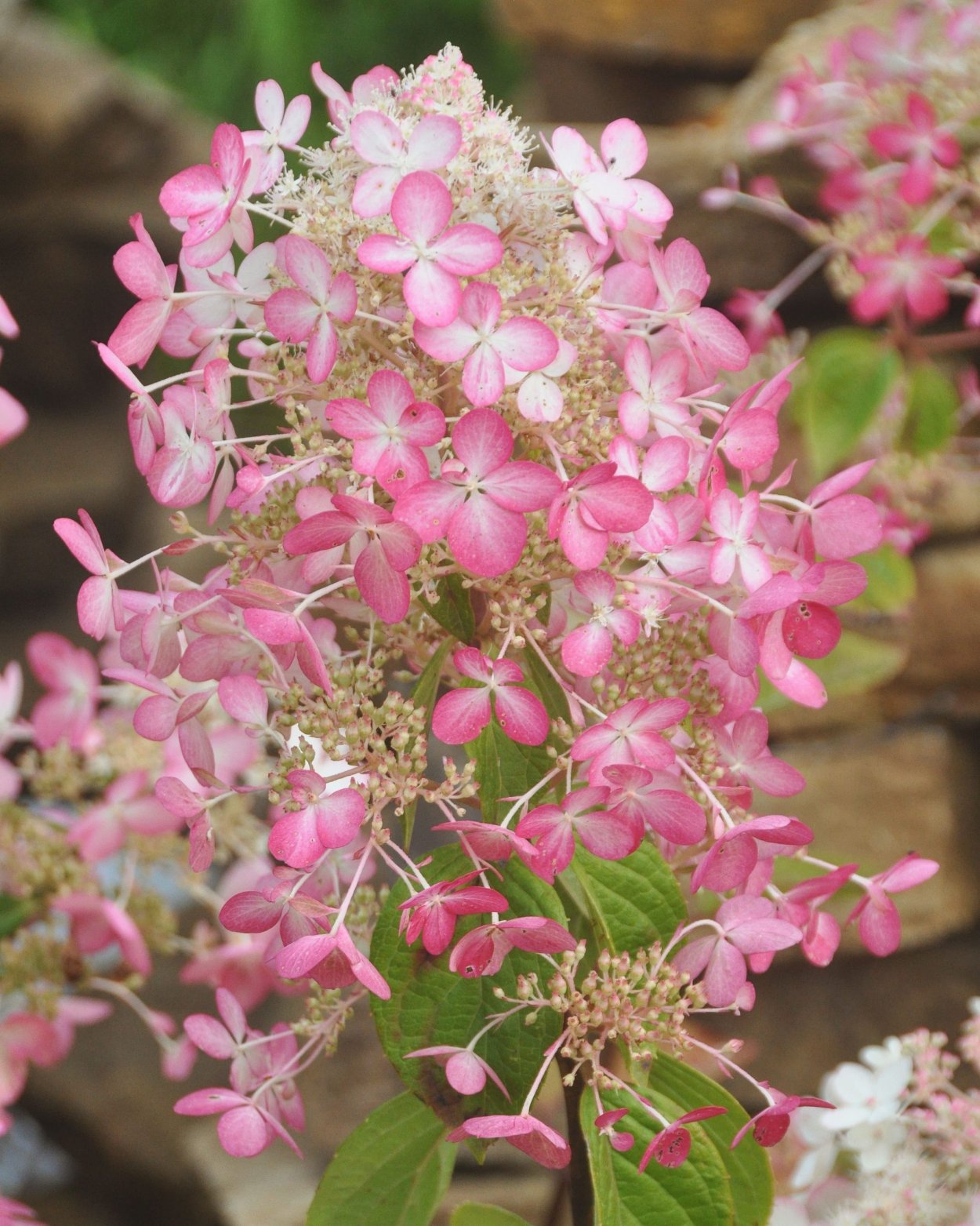 Гортензия метельчатая Энджелс Блаш