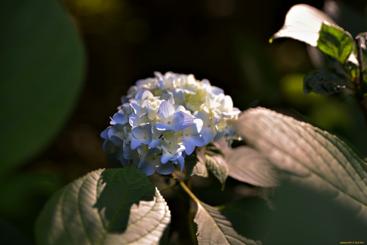 Гортензия крупнолистная отцвела