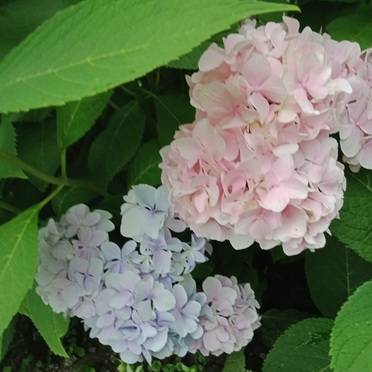 Гортензия метельчатая ангел Бланш