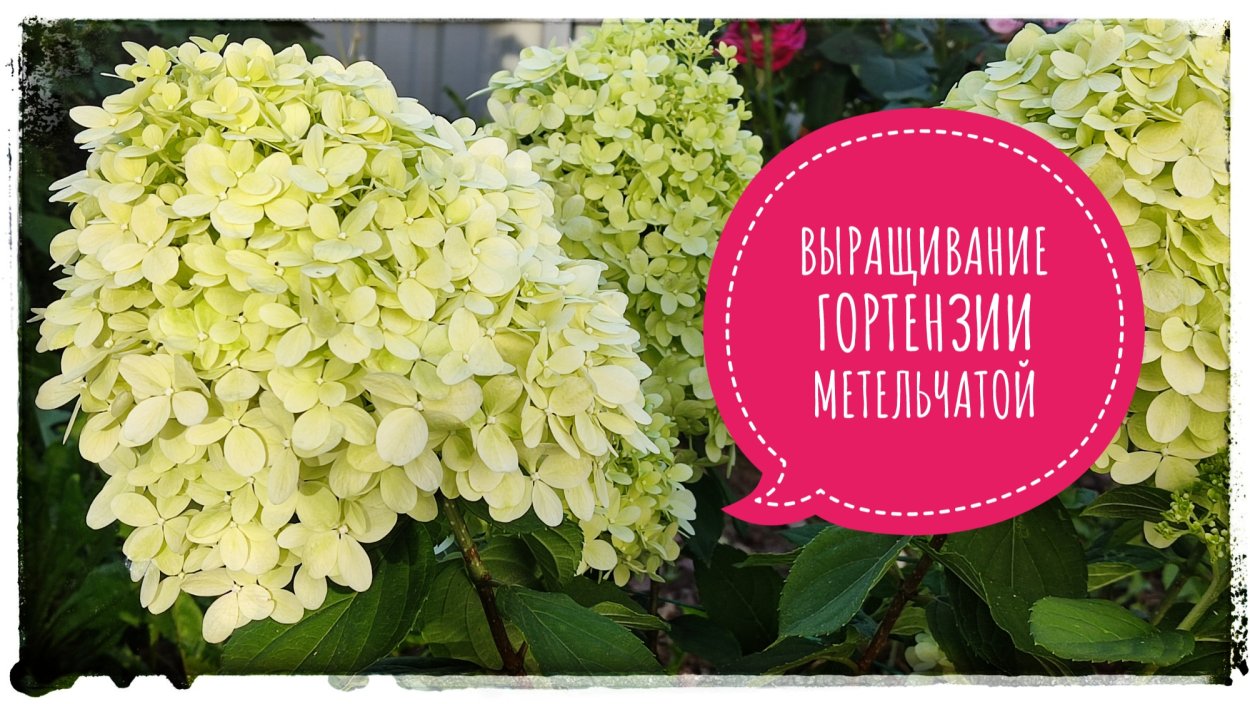 Семена гортензии метельчатой