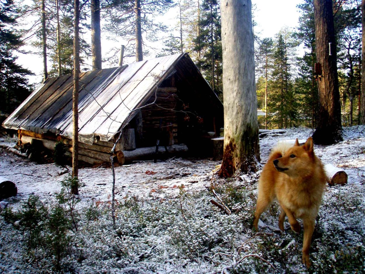 Таежные заимки охотников