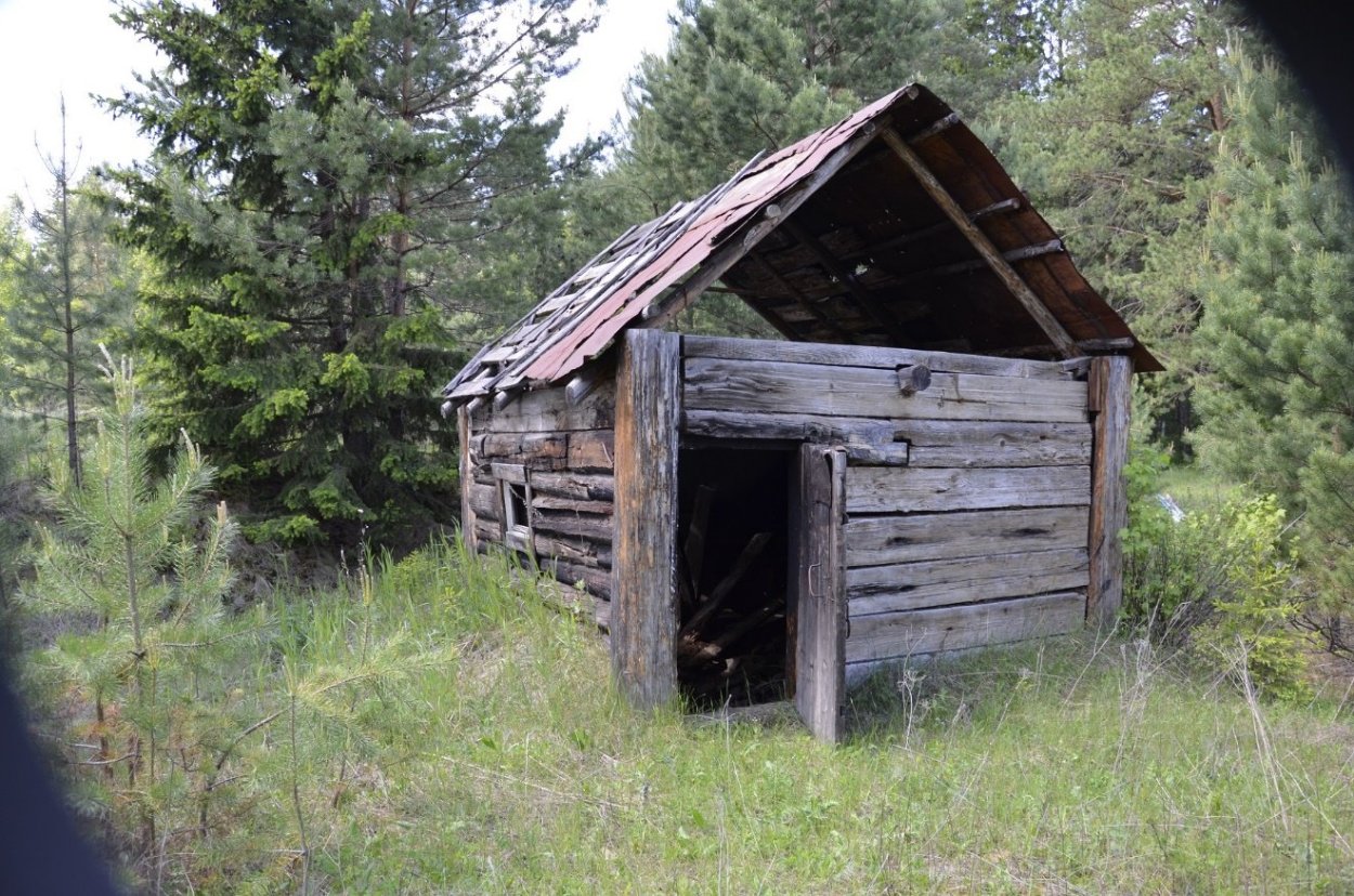 Сосновый лес изба скит Торжок