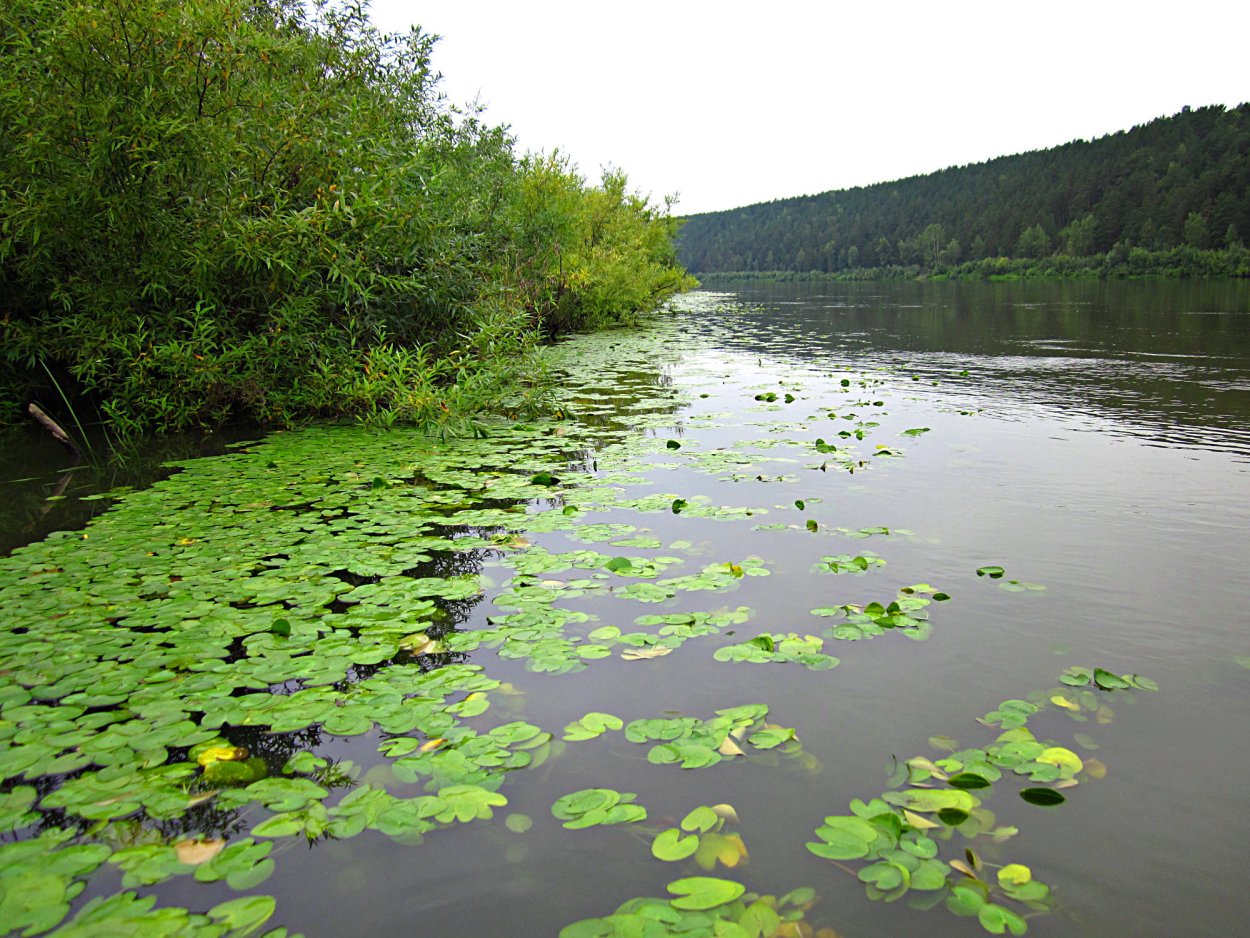 Река Чулым Красноярский край