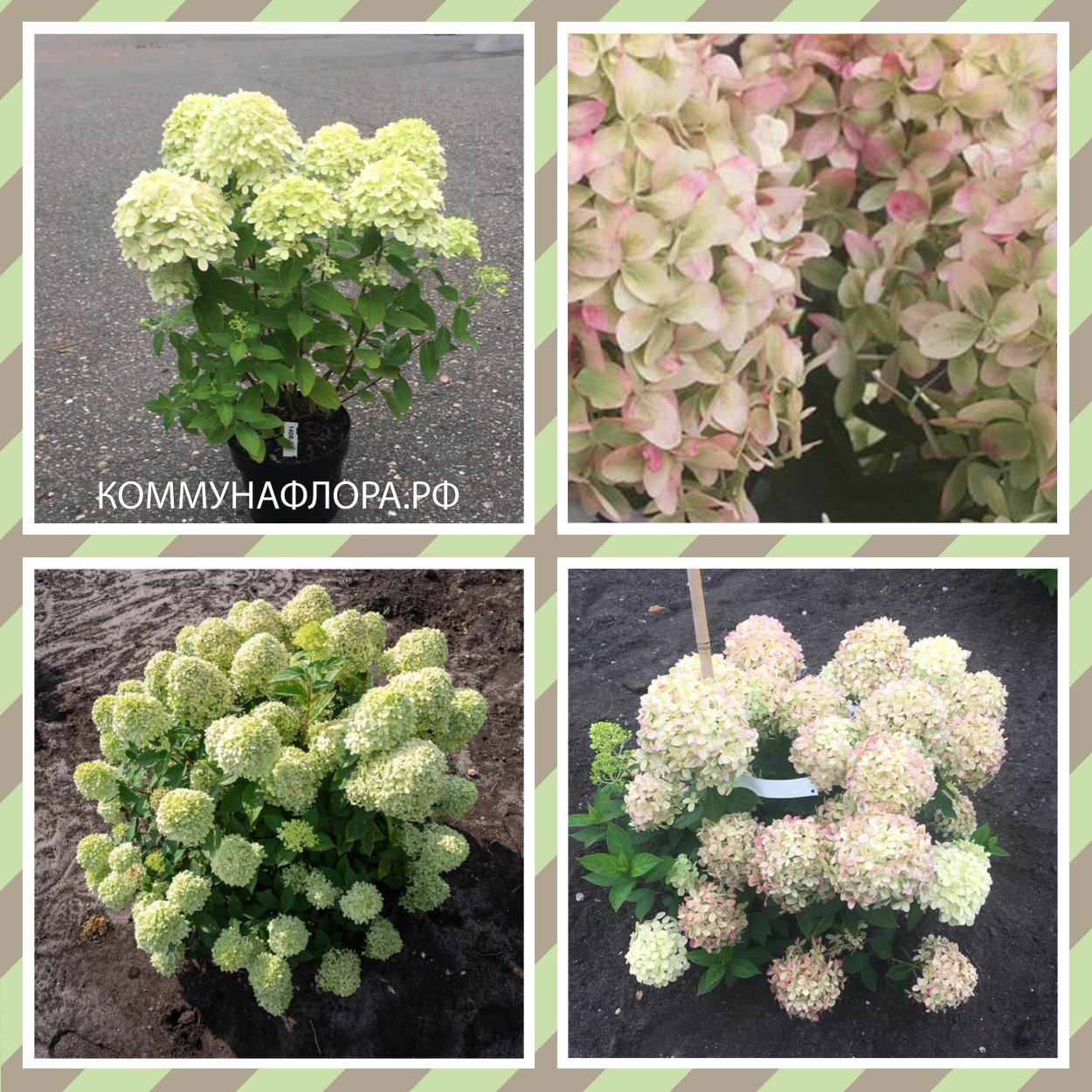 Гортензия Шугар Раш