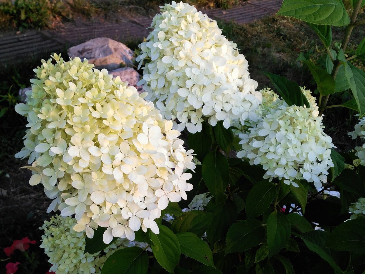 Гортензия метельчатая Вайт Лайт