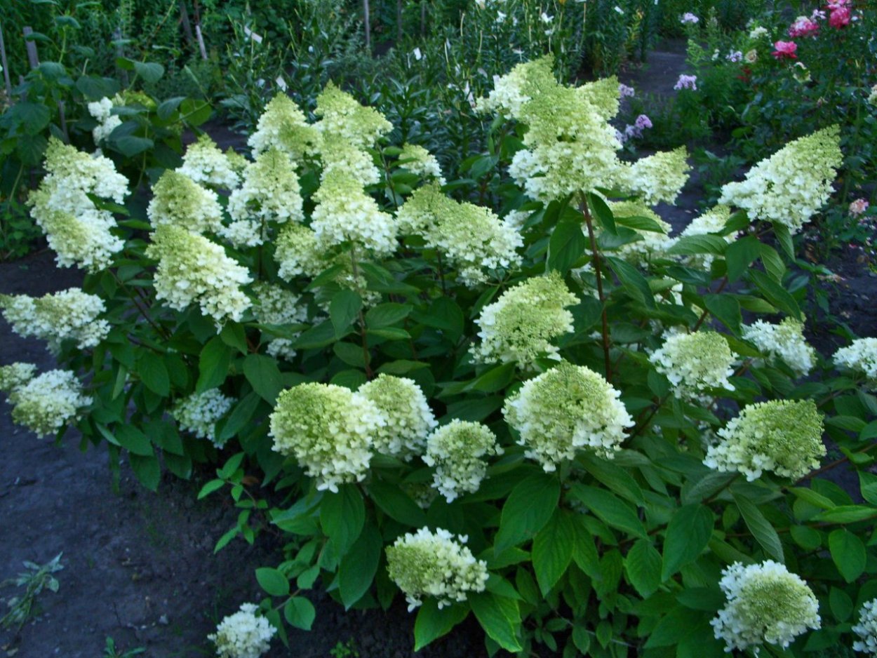 Гортензия метельчатая Шугар