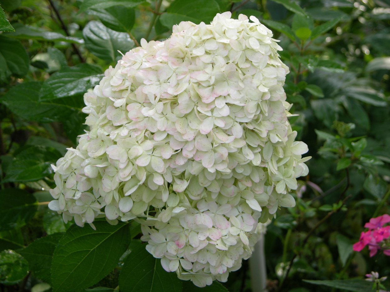 Гортензия Селекшн метельчатая