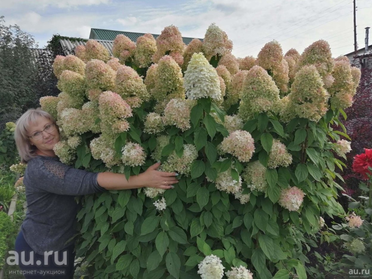 Hydrangea paniculata Sugar Rush