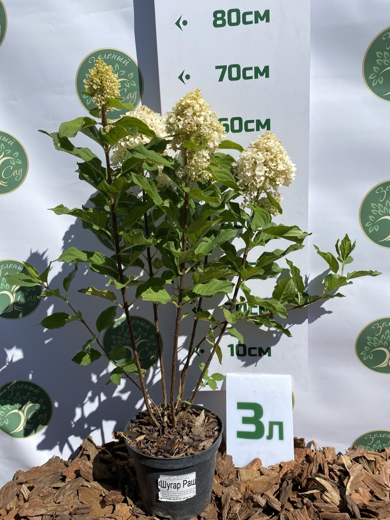 Гортензия метельчатая Шуга Раш