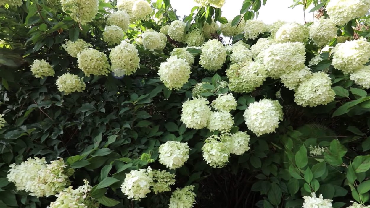 Гортензия метельчатая Шугар